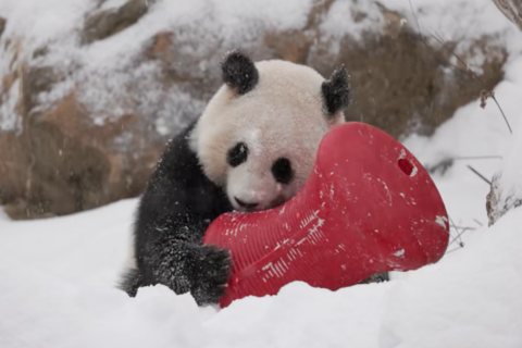 WATCH: DC’s new giant pandas enjoy first snowfall at Smithsonian National Zoo