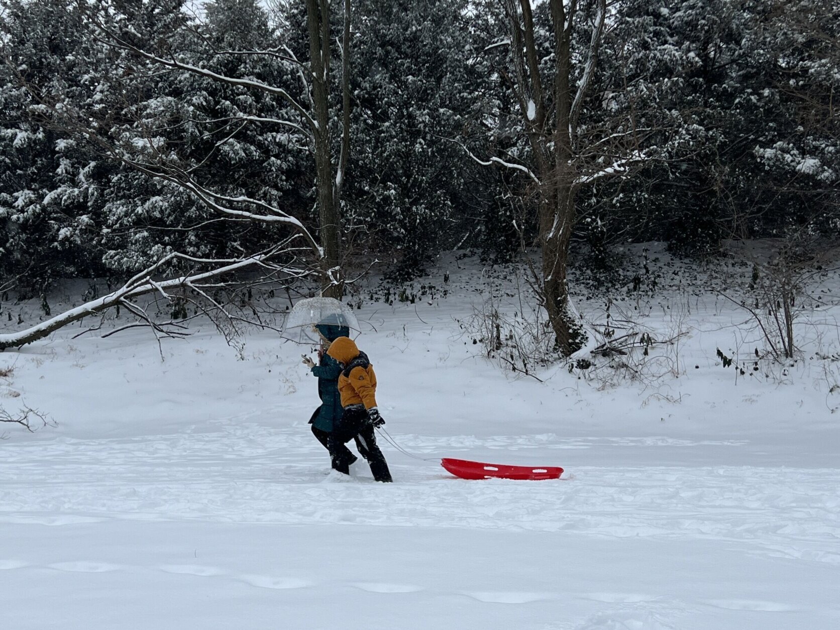 Child with sled walking in the snow