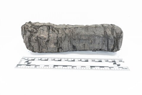 AI and scientists unite to decipher old scrolls charred by the Vesuvius volcano