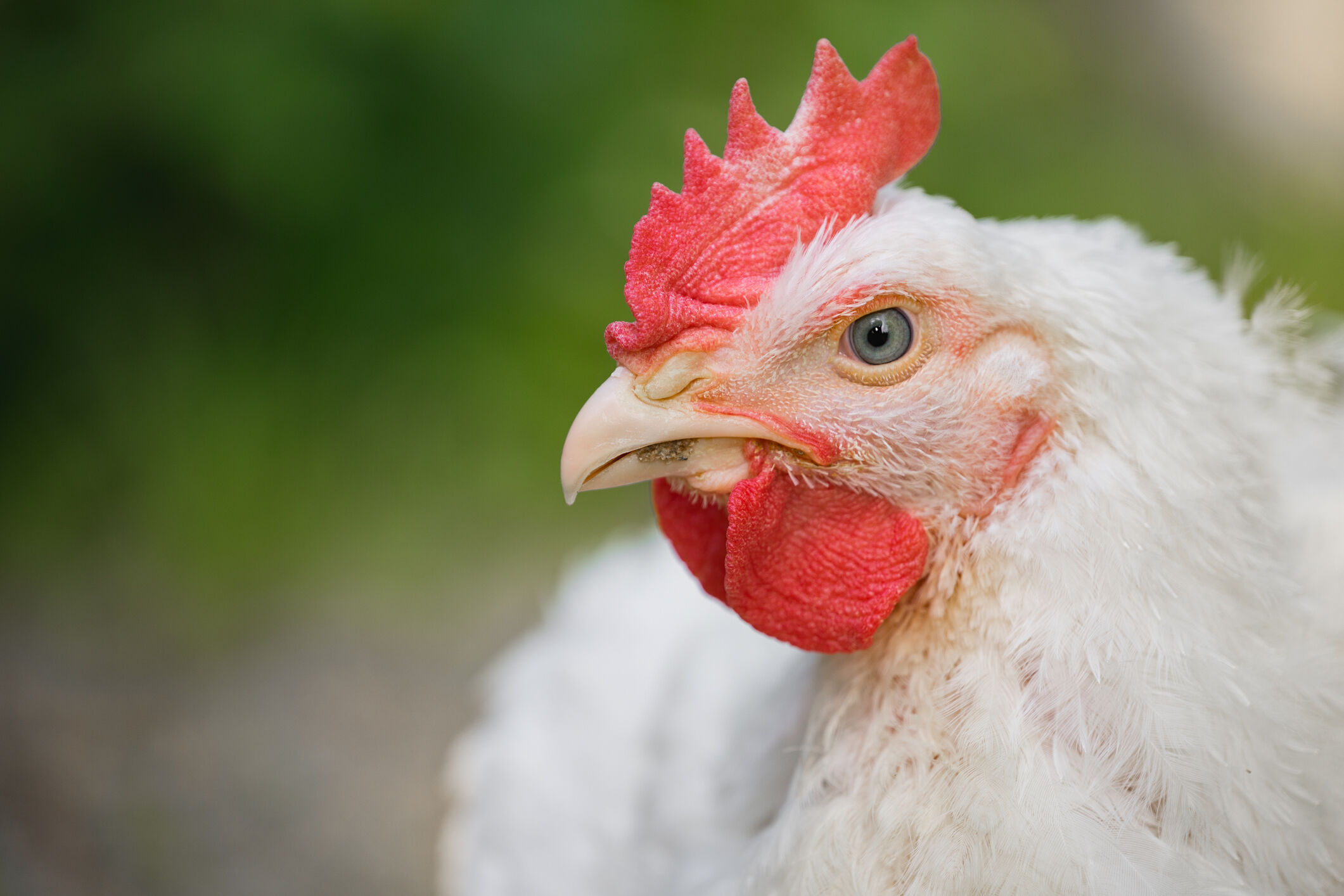 Bird flu reported in Montgomery Co. backyard flock, officials say - WTOP