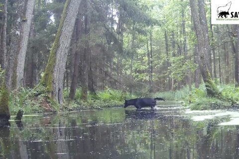 Pair of rare black wolves caught on camera in Polish forest by wildlife researchers