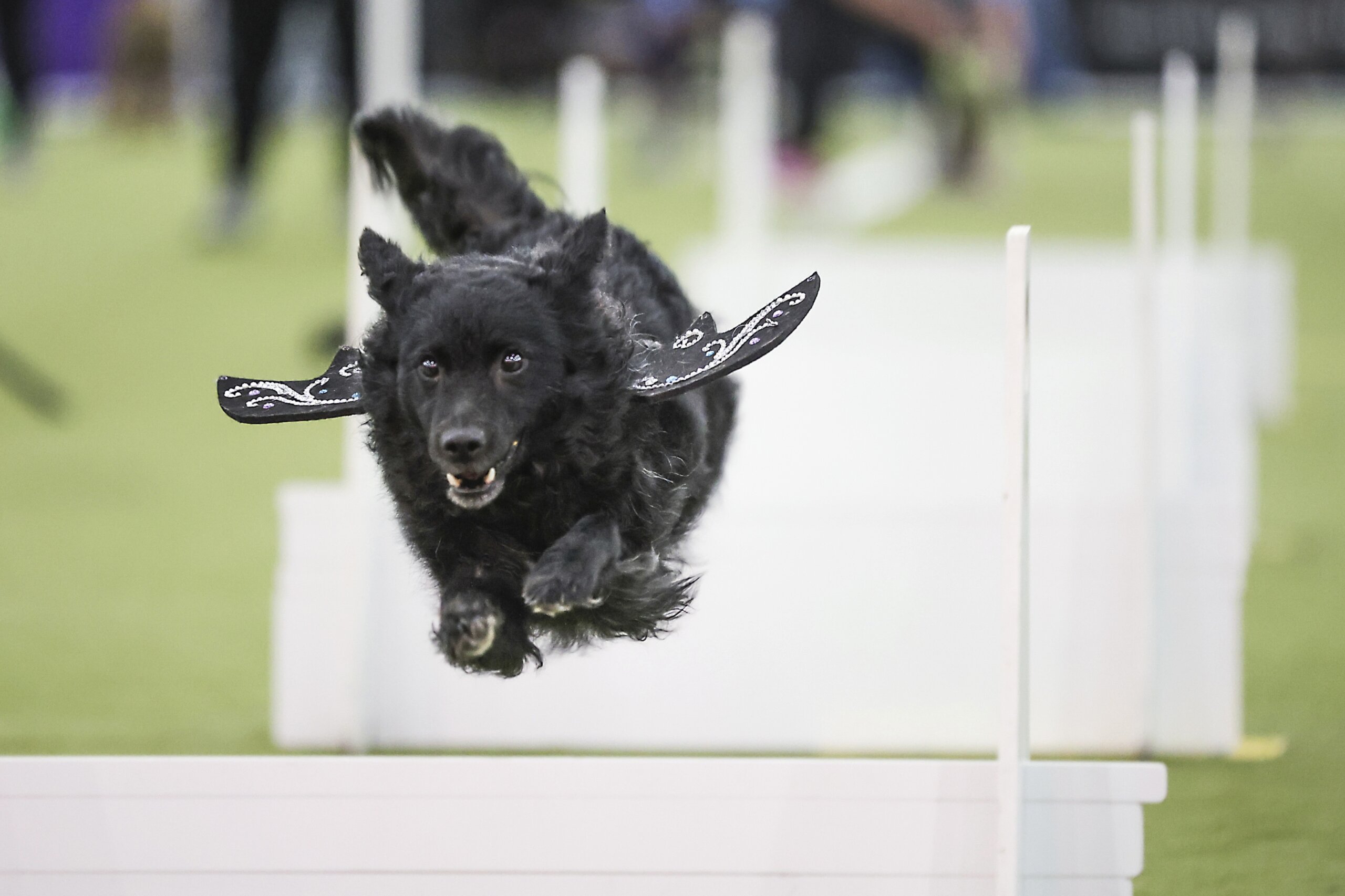 Call it the Dog Bowl. Westminster show’s canine athletes get their piece of Super Bowl weekend - News