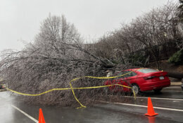 Tree down McLean