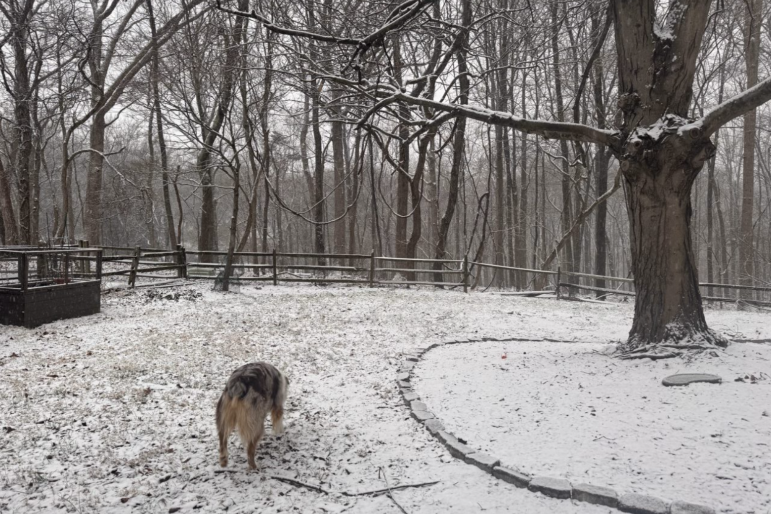 Snowfall in the backyard