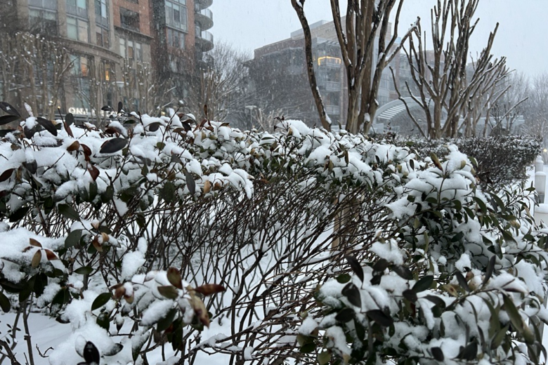 Snow on a shrub