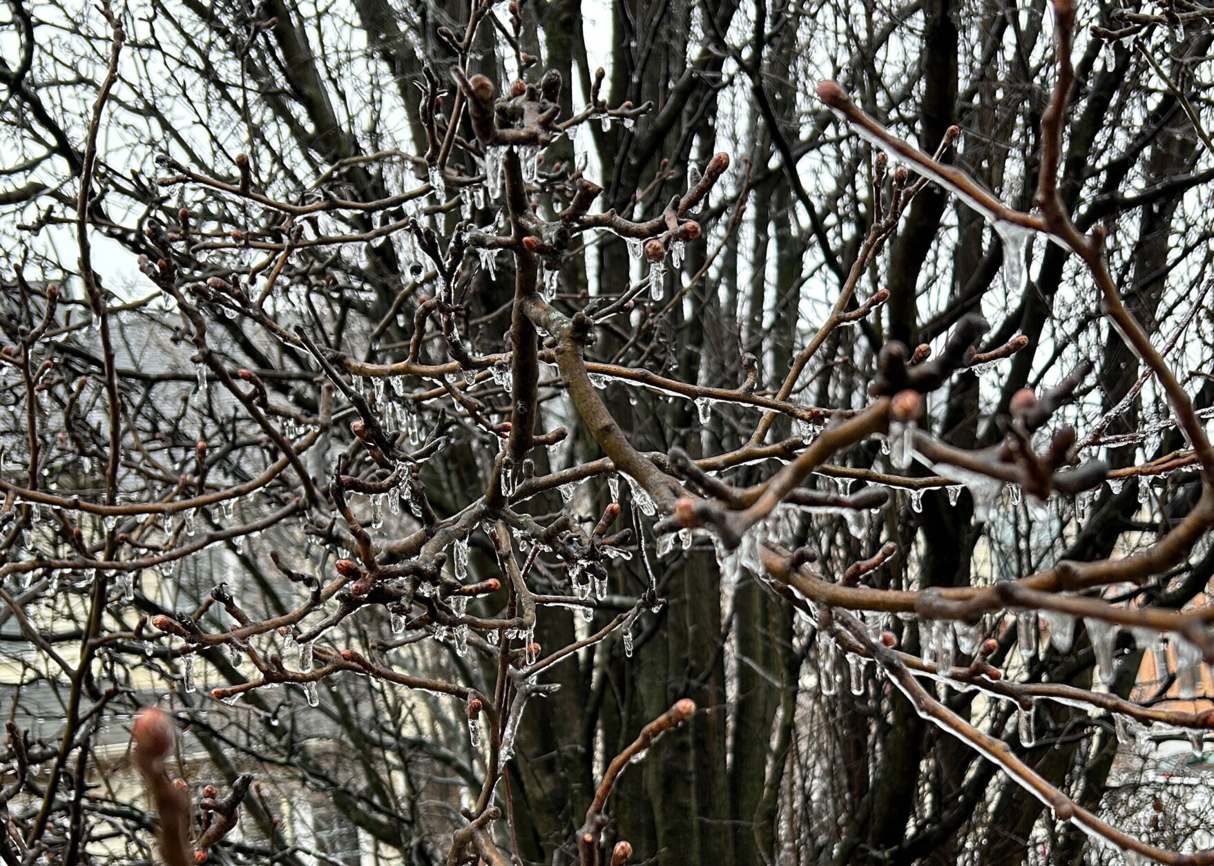 Icicles hanging on the branches from the cold freezing rain