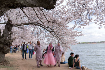 Visitors take pictures along the Tidal Basin as cherry trees enter peak bloom this week in Washington