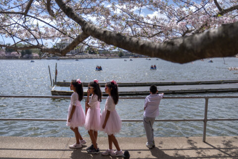 Cherry blossom watch 2026: Is it peak bloom yet?