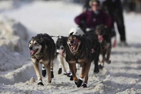 What to know: Downtown Anchorage braces for a canine takeover as the Iditarod’s 54th run begins