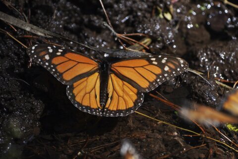 Monarch butterflies wintering in Mexico rebound this year