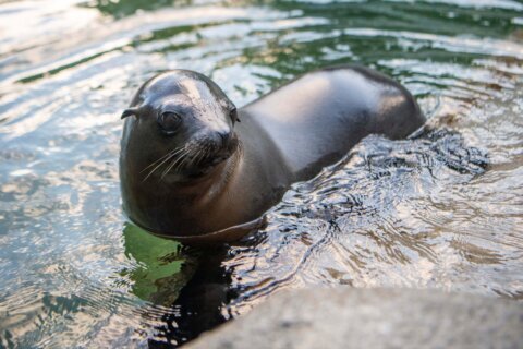 A baby sea lion performs rhythmic gymnastics feats in Washington state