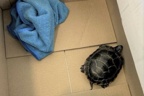 Man found with a live turtle concealed in his pants by TSA at a New Jersey airport