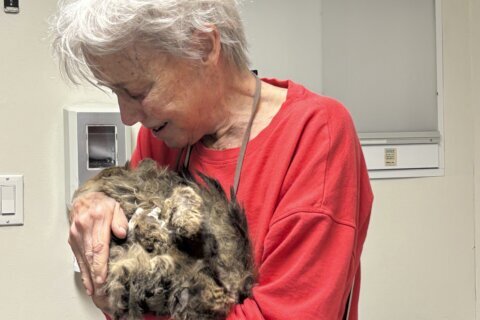 One cat’s incredible reunion with its owner after the LA wildfires