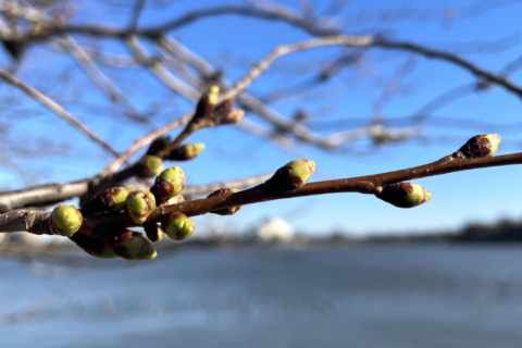 DC cherry blossom trees reach 1st bloom stage