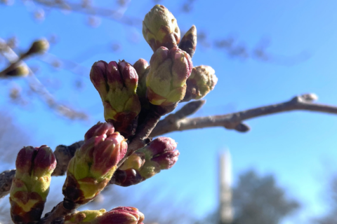 cherry trees stage 3