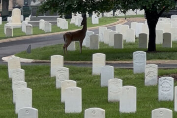 deer among headstones in cemetery