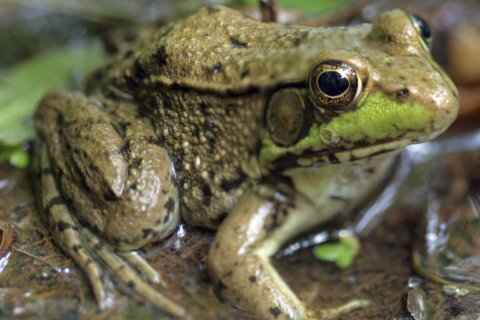 Move over birding, the focus shifts to Frog Watch season