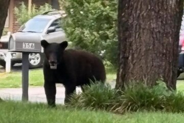 Elden, a black bear that's twice been captured and relocated away from the suburbs, has been honored by the town of Herndon, Virginia, with his very own day.