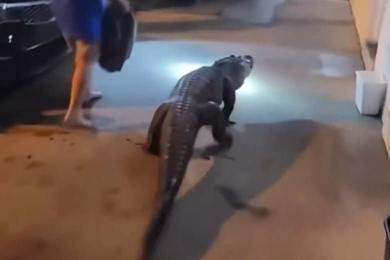 See you later, alligator! Fairfax Co. police escort swampy reptile out