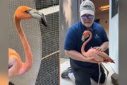 National Zoo flamingo overcomes social anxiety to spread her wings!