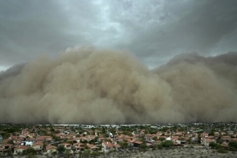 After fearsome dust storm rips Phoenix area, trees cleaned up and power restored