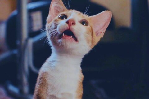 Now playing in movie theaters: 73 minutes of cat videos, for a good cause