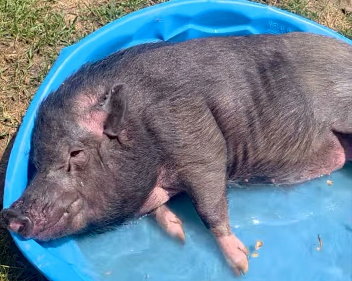 A stray Anne Arundel pig snags the good life in Pennsylvania