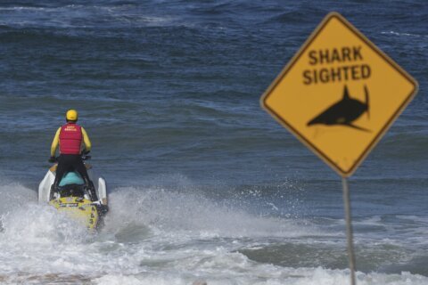 Shark kills beachgoer near Sydney