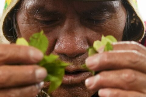Coca leaves remain a source of work, faith and identity in Bolivia