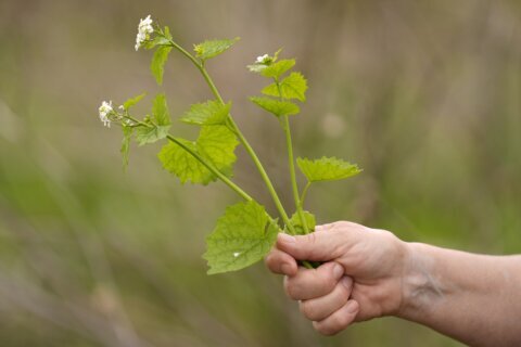 What to know before you try foraging for edible plants and mushrooms in backyards or public spaces