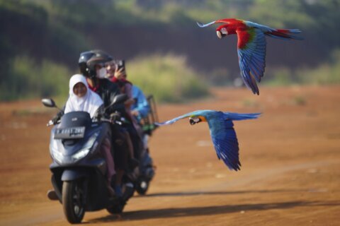 Photos show how an Indonesian motorbike mechanic became a macaw trainer
