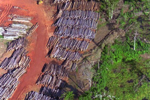 Suriname pledges to shield 90% of forests, far beyond global conservation goal