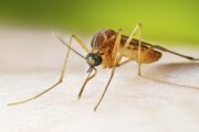 Maryland reports 1st human case of West Nile virus this year