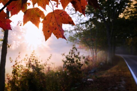 Drought has muted this year’s leaf-peeping season, but pockets of brilliant colors remain