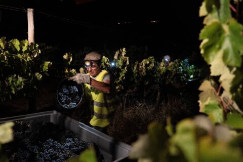 In the cool of a Portugal night, it’s time to pick the grapes