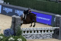 equestrian horse jumps over barrier in arena