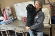 ‘Worst it’s ever been’: Md. rescue says shutdown contributing to rise in pet surrenders