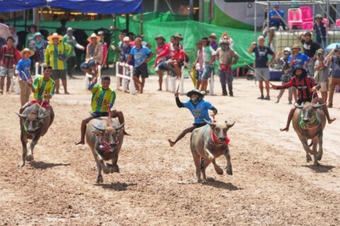 Photos show a water buffalo festival in Thailand at the start of harvest season