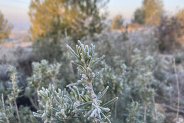 A plant covered in frost.