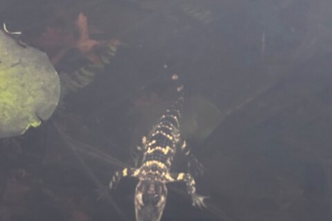 Small alligator rescued in Boston after slithering into the city’s heart on social media