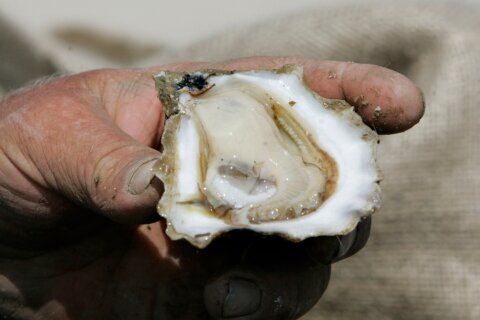 After Trump cut, Eastern Shore oyster hatchery survives another yea