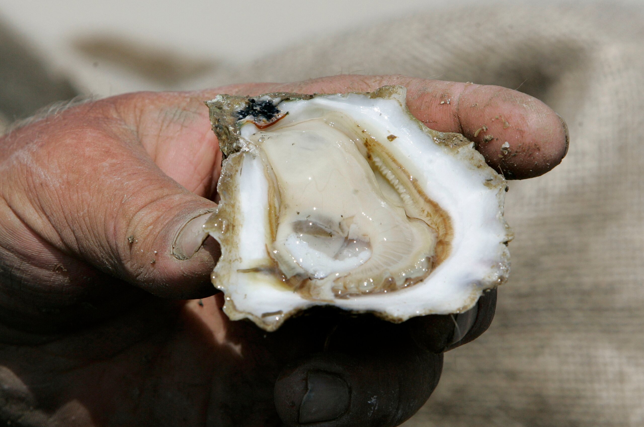 Image for After Trump cut, Eastern Shore oyster hatchery survives another year