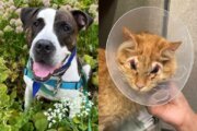 Pets of the Week