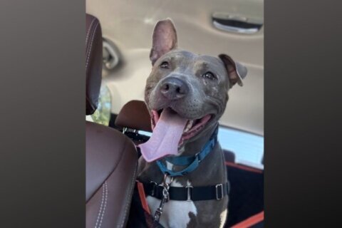 Meet Athena, an affectionate dream dog