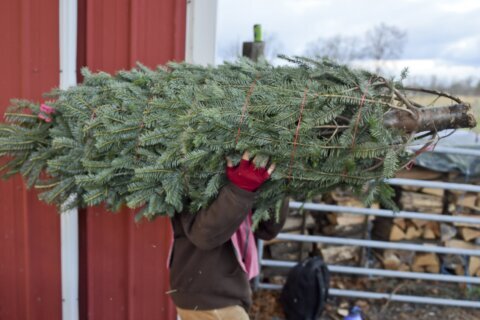 ¿Se acabó la Navidad y no sabes qué hacer con tu árbol? Aquí algunas alternativas