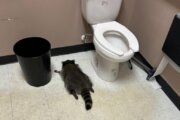The "suspect" raccoon passing out in the bathroom.