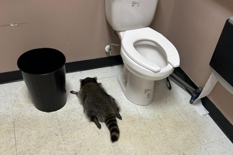 Raccoon gets drunk at Virginia ABC store, passes out in bathroom