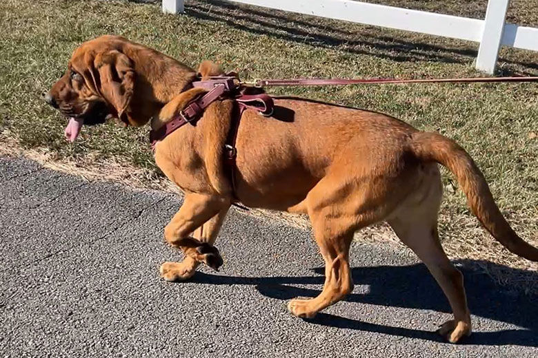 Rockville police welcome their first-ever bloodhound to K-9 unit