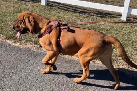 Rockville police welcome their first-ever bloodhound to K-9 unit