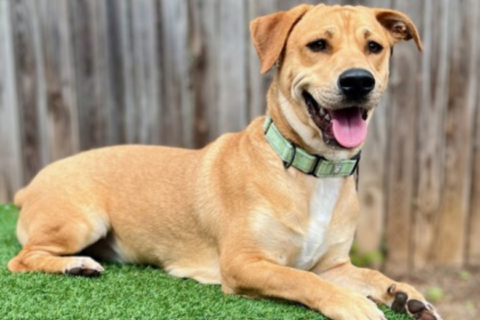 Meet Caboose, a lovable pup with adorable short legs